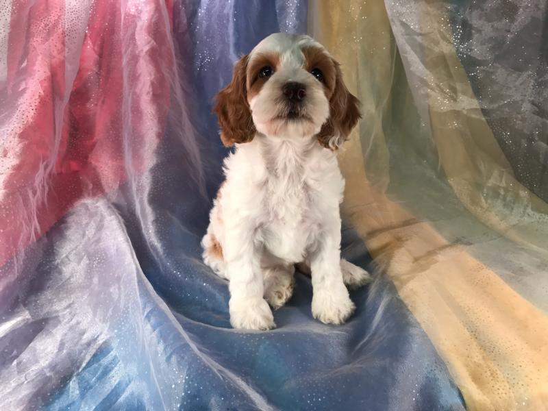 Dark Red and White Female Cockapoo Puppy for Sale, Breeder